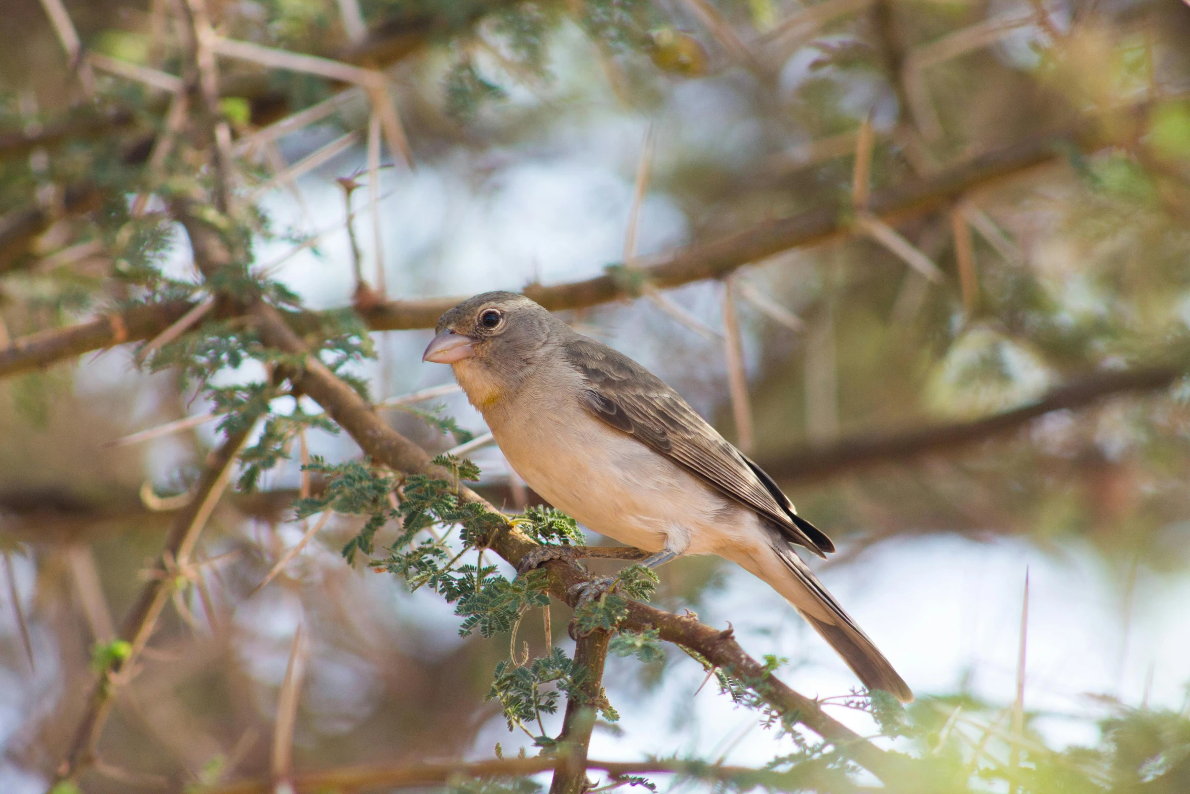 a bird sits in the nches of a tree