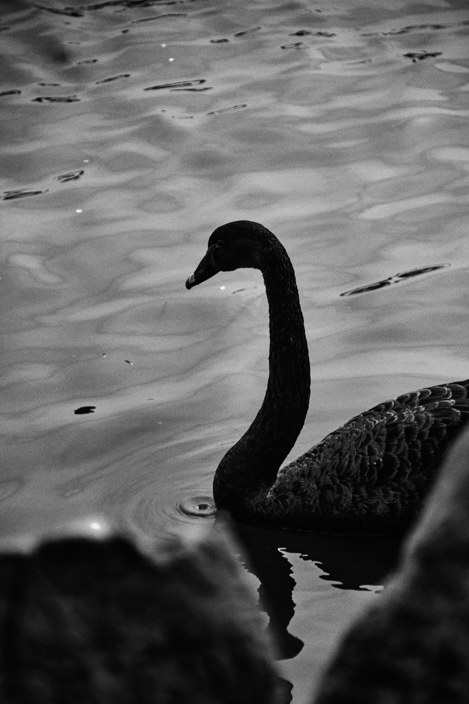a black and white po of a duck
