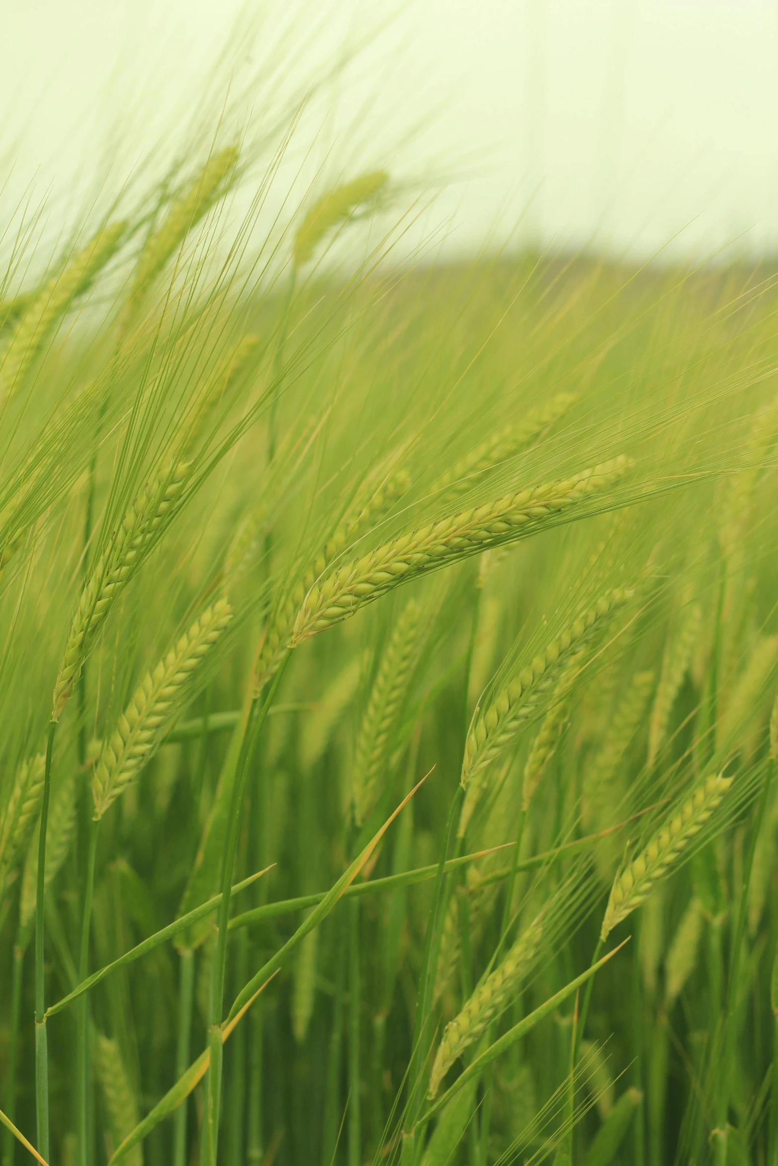 green field with very long grasses in the background