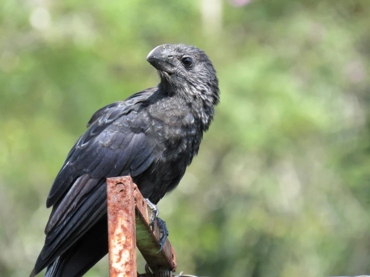 a bird is sitting on a rusty pole