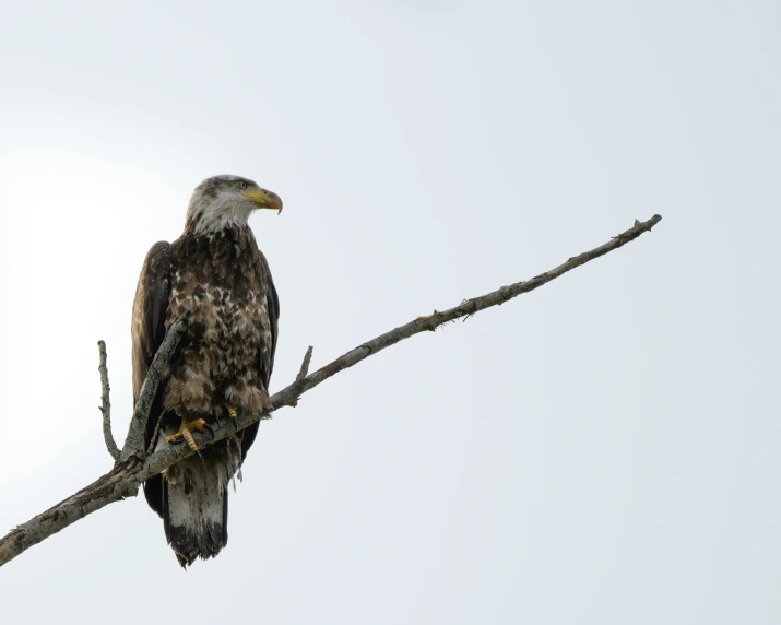 an eagle sitting on top of a tree nch