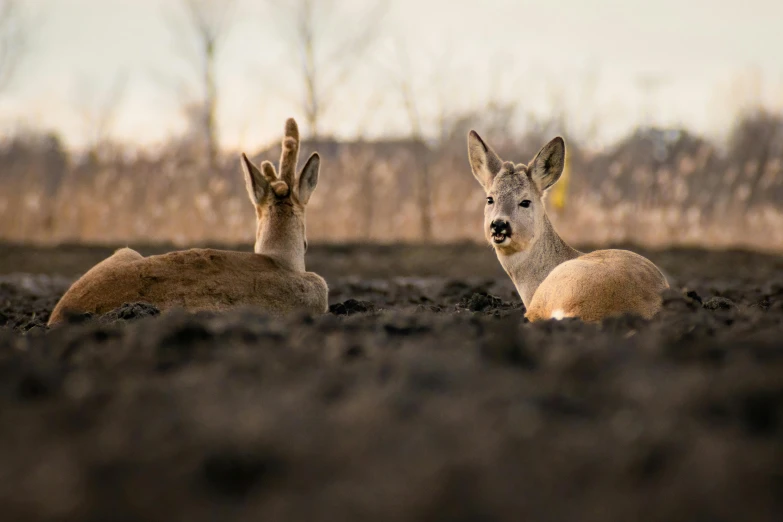 two deers sit down in a brown field