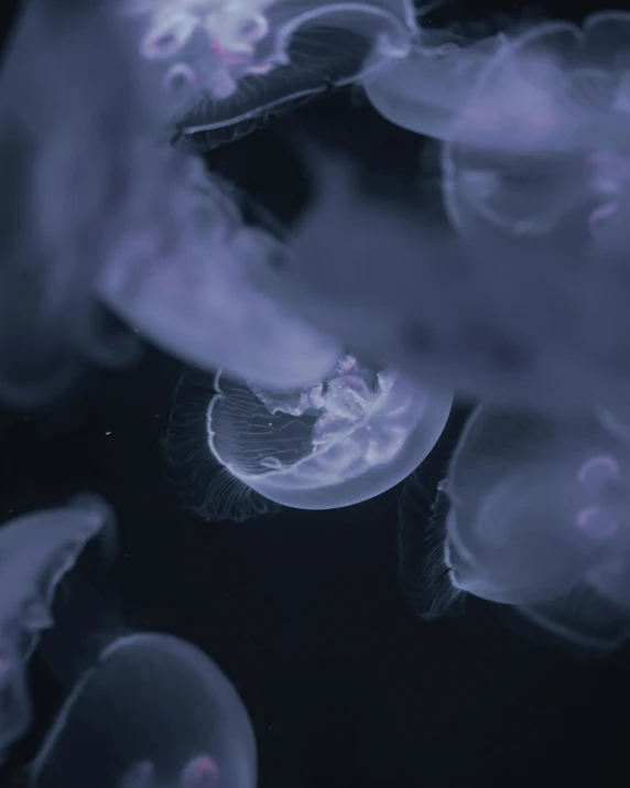 some very pretty looking jellyfish swimming in water