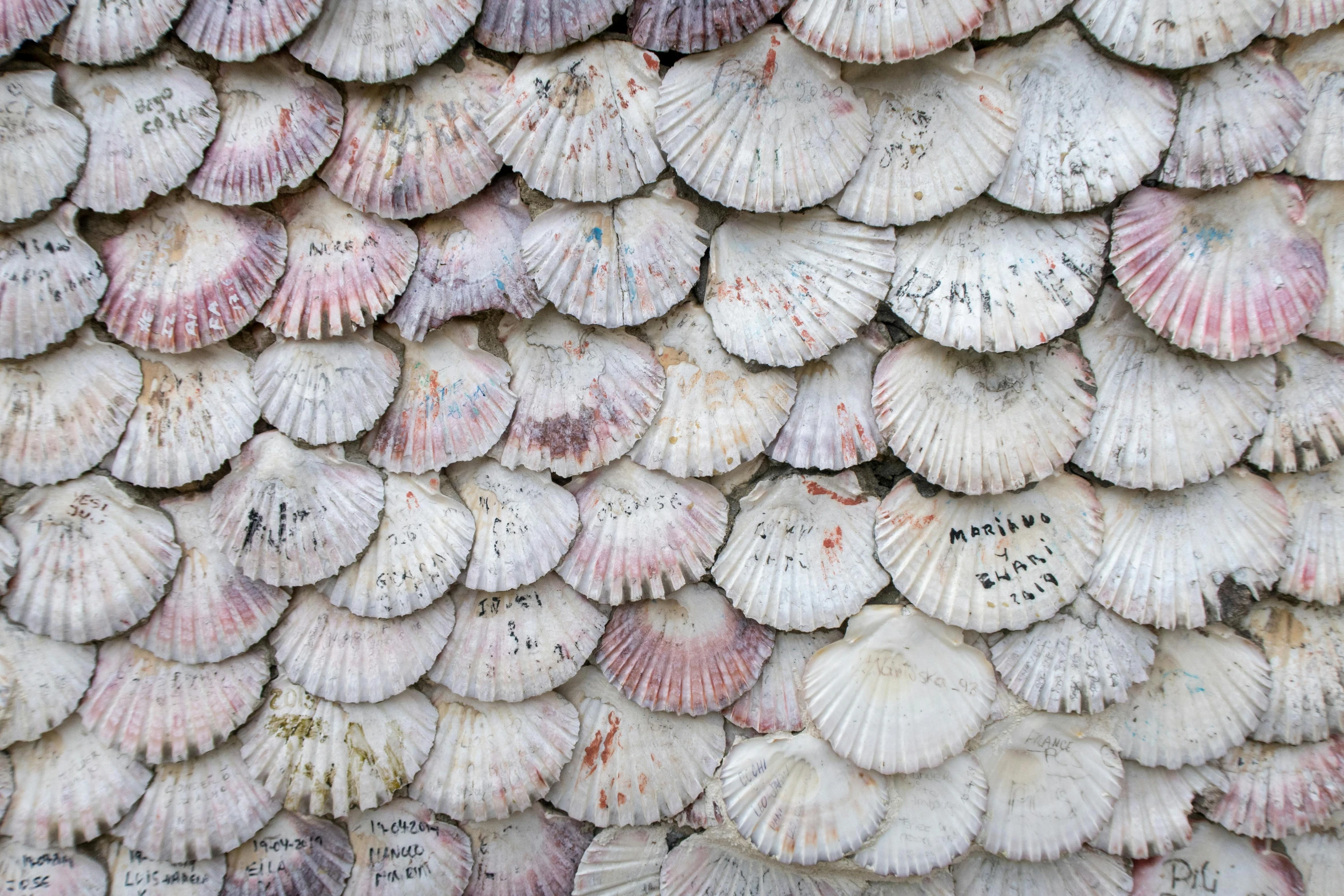 a close up view of shells that are colorful