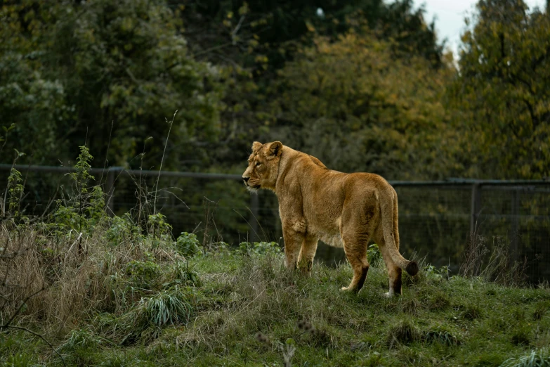 a large, brown dog standing on top of a lush green field