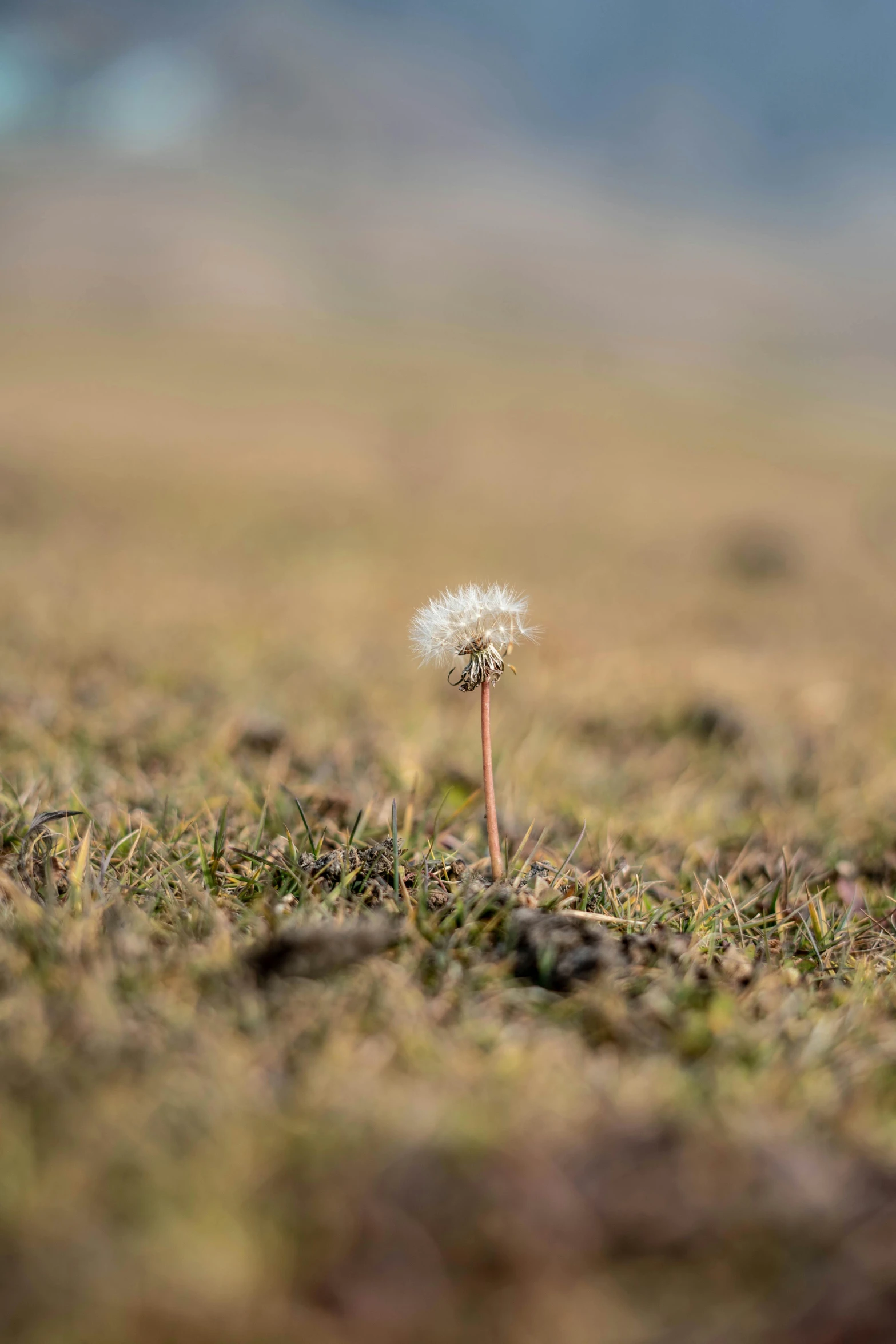 a small single dandelion stands alone in the middle of a field