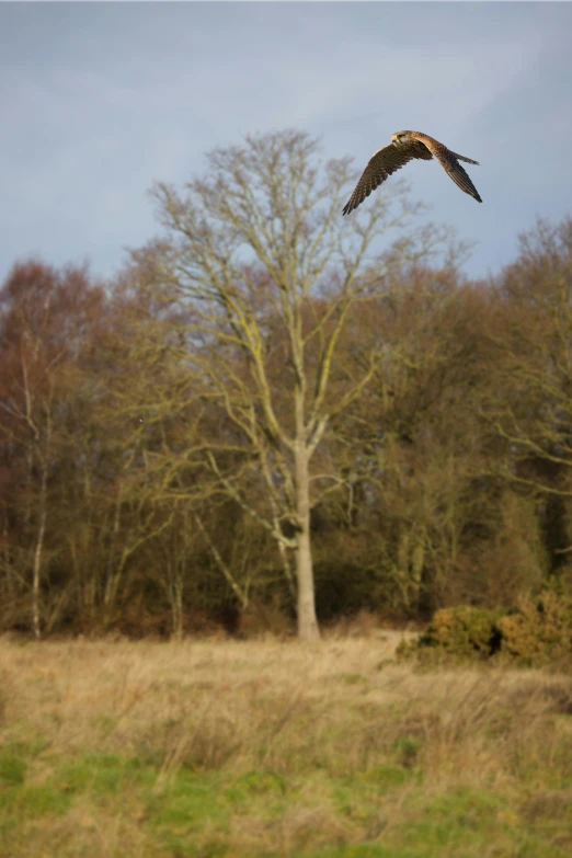 a hawk flying away from a tree