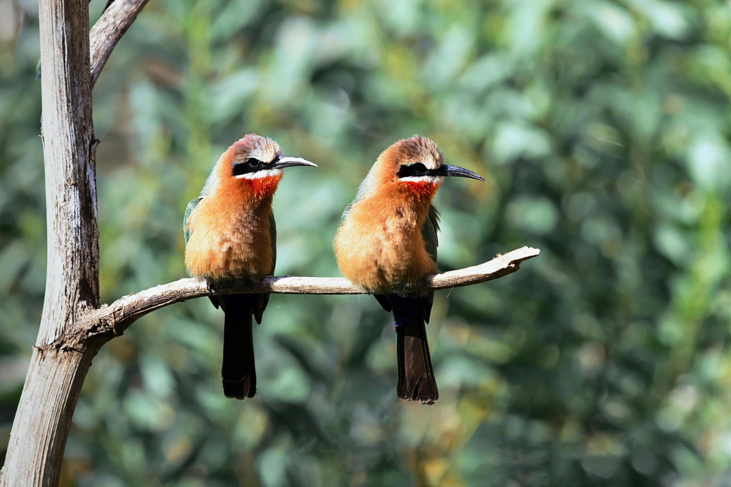 two birds sitting on a nch in front of trees