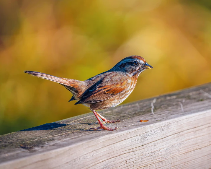 bird standing on wooden ledge in sunny sun