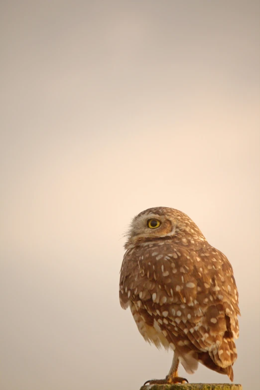 there is a owl perched on the pole