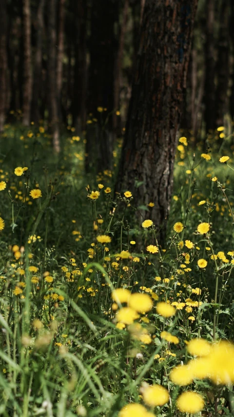 the woods have yellow flowers near trees