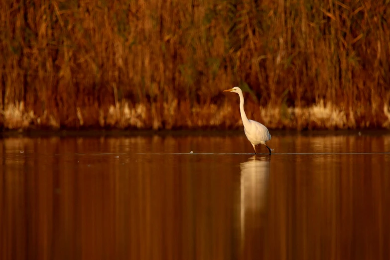 a bird walking on the shore next to some water