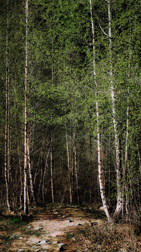 an image of trees in the woods during the day