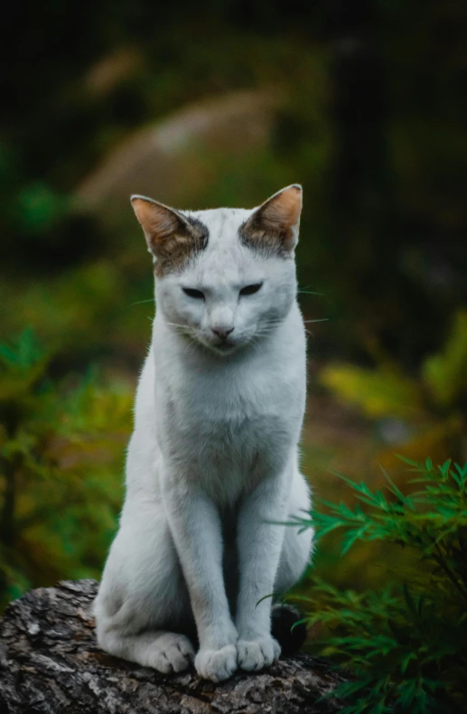 a white cat with brown eyes and ear rests on a nch