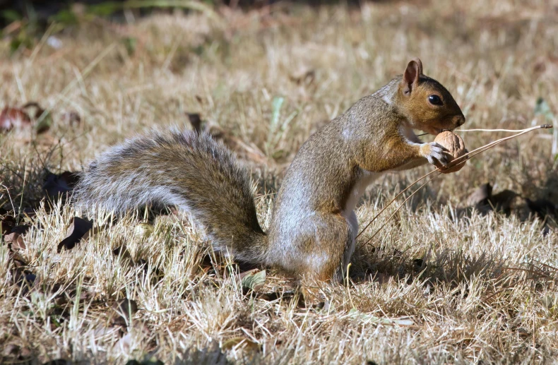 a squirrel sitting on the ground with a piece of grass in its mouth