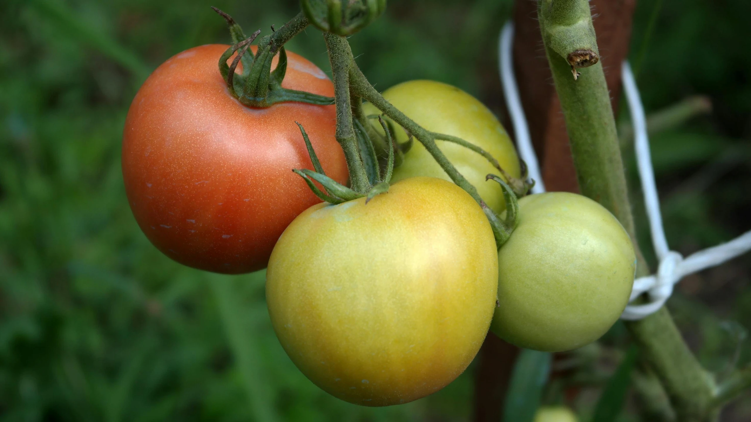 an image of a group of tomatoes hanging from the nch