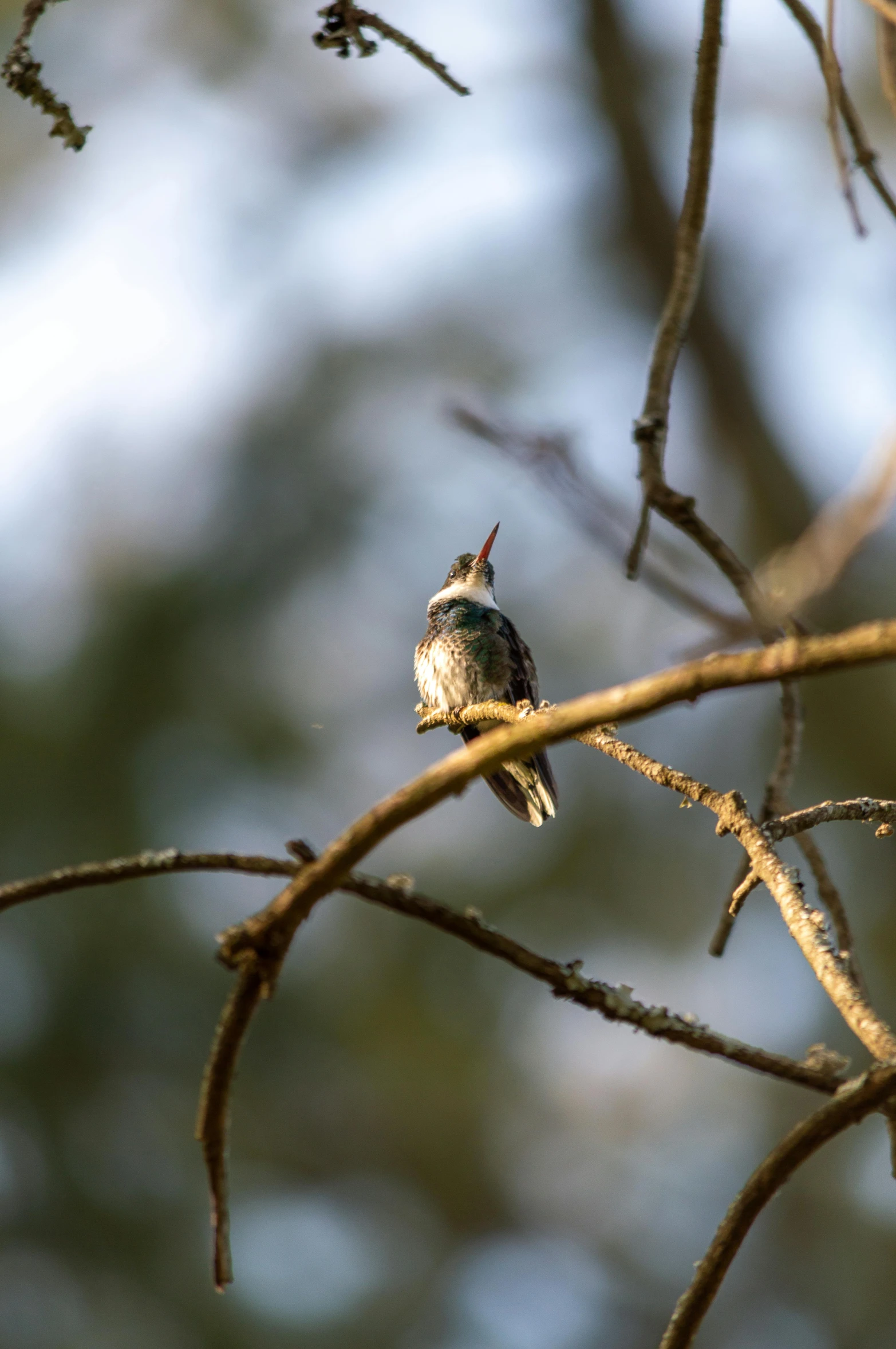 a bird sitting on the nch of a tree