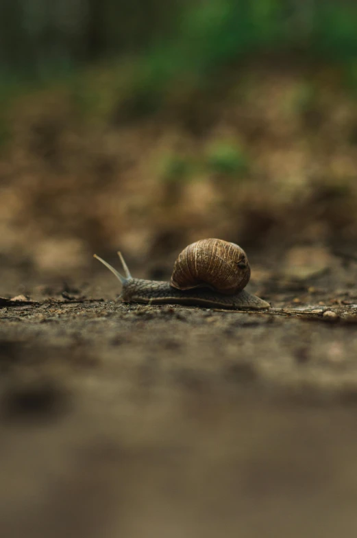 a snail is crawling down the middle of a path