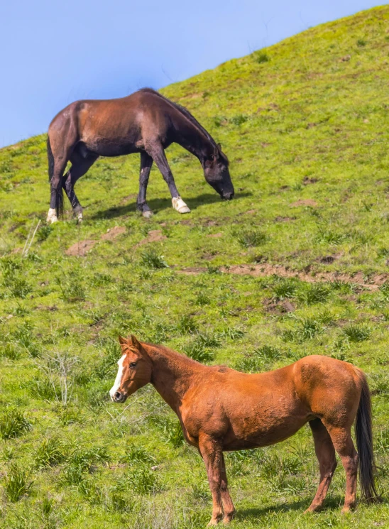 two horses are eating grass on a hillside