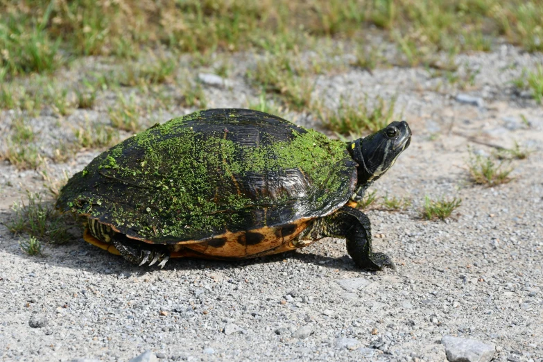 a small turtle is on the ground with moss growing out of its shell