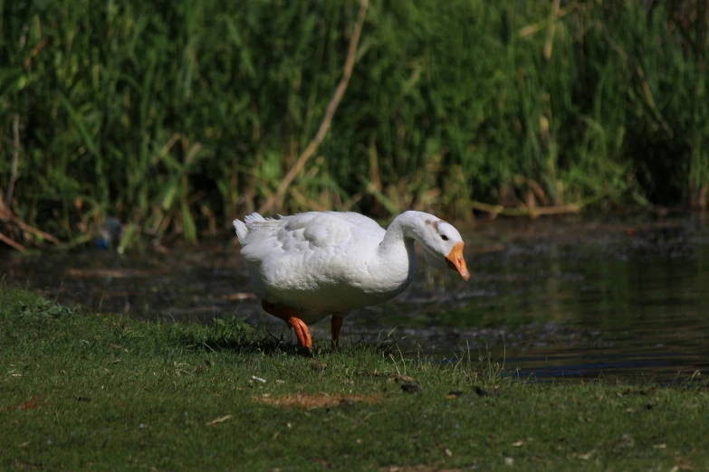 a white bird standing on grass in the field near water