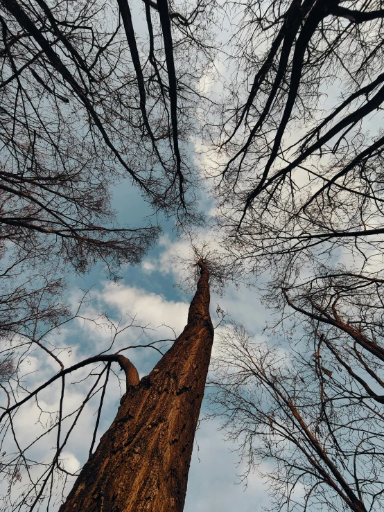 looking up into the top of a tall tree