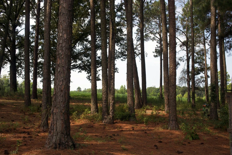 trees with brown dirt in front of them