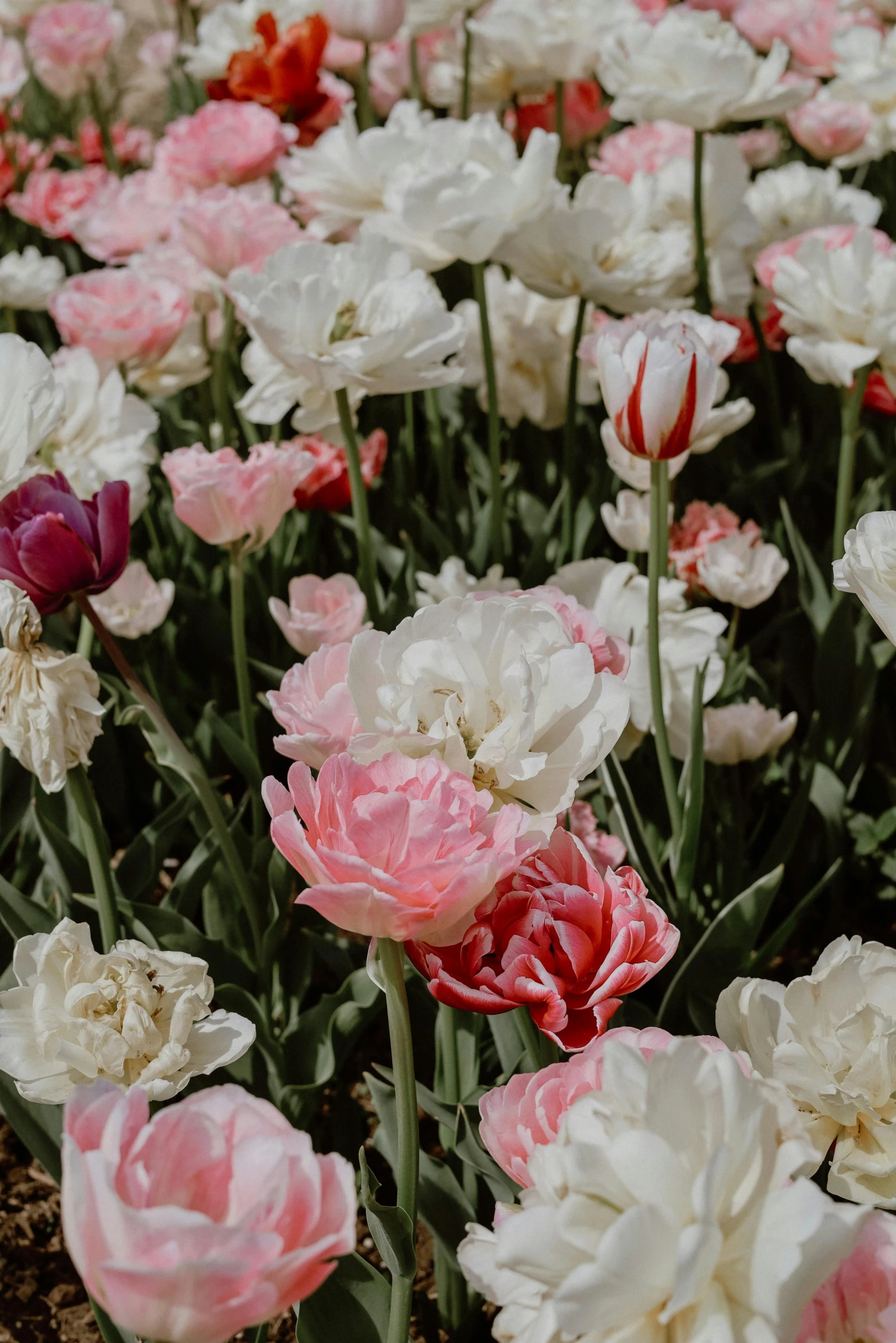 a field of many colorful flowers next to each other