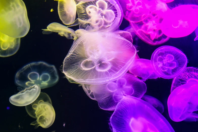 bright pink and yellow jellyfish in an aquarium