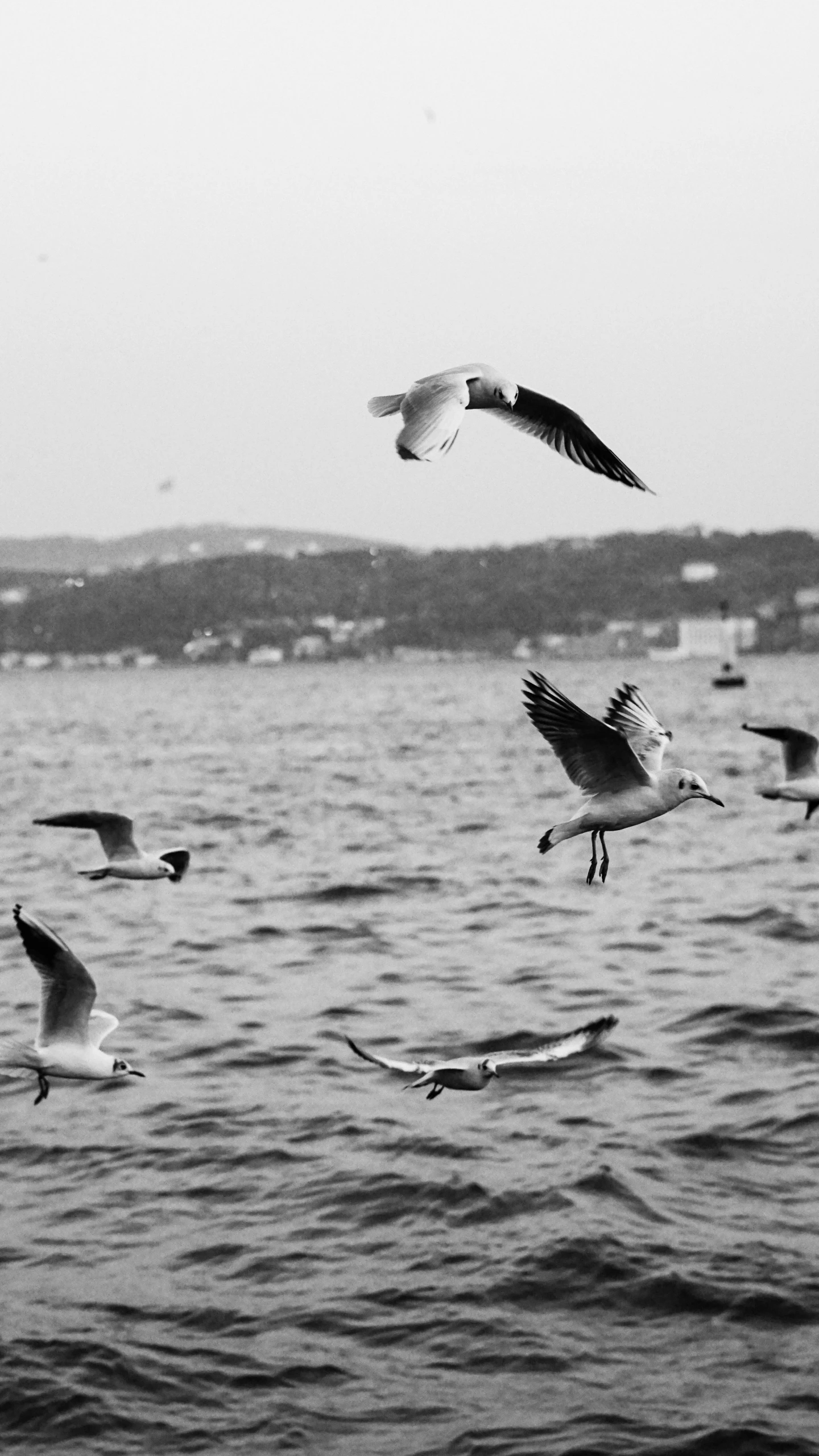 several birds flying over the water at sea shore