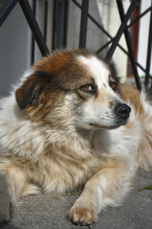 a brown and white dog laying down with a house behind it