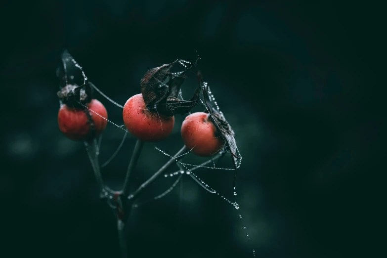 some small flowers covered in water on a dark surface