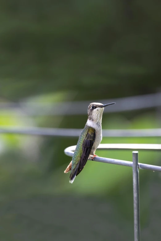 a small hummingbird perches on a post