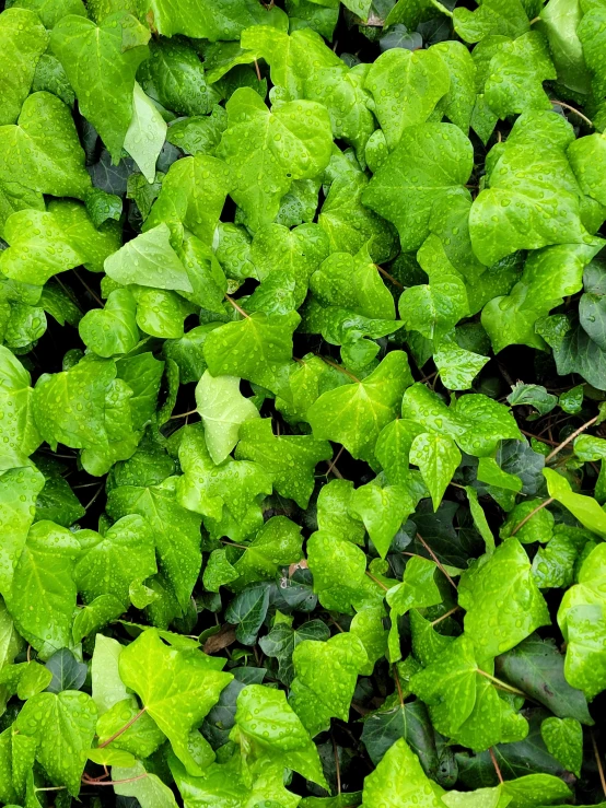 closeup po of a bunch of green leaves