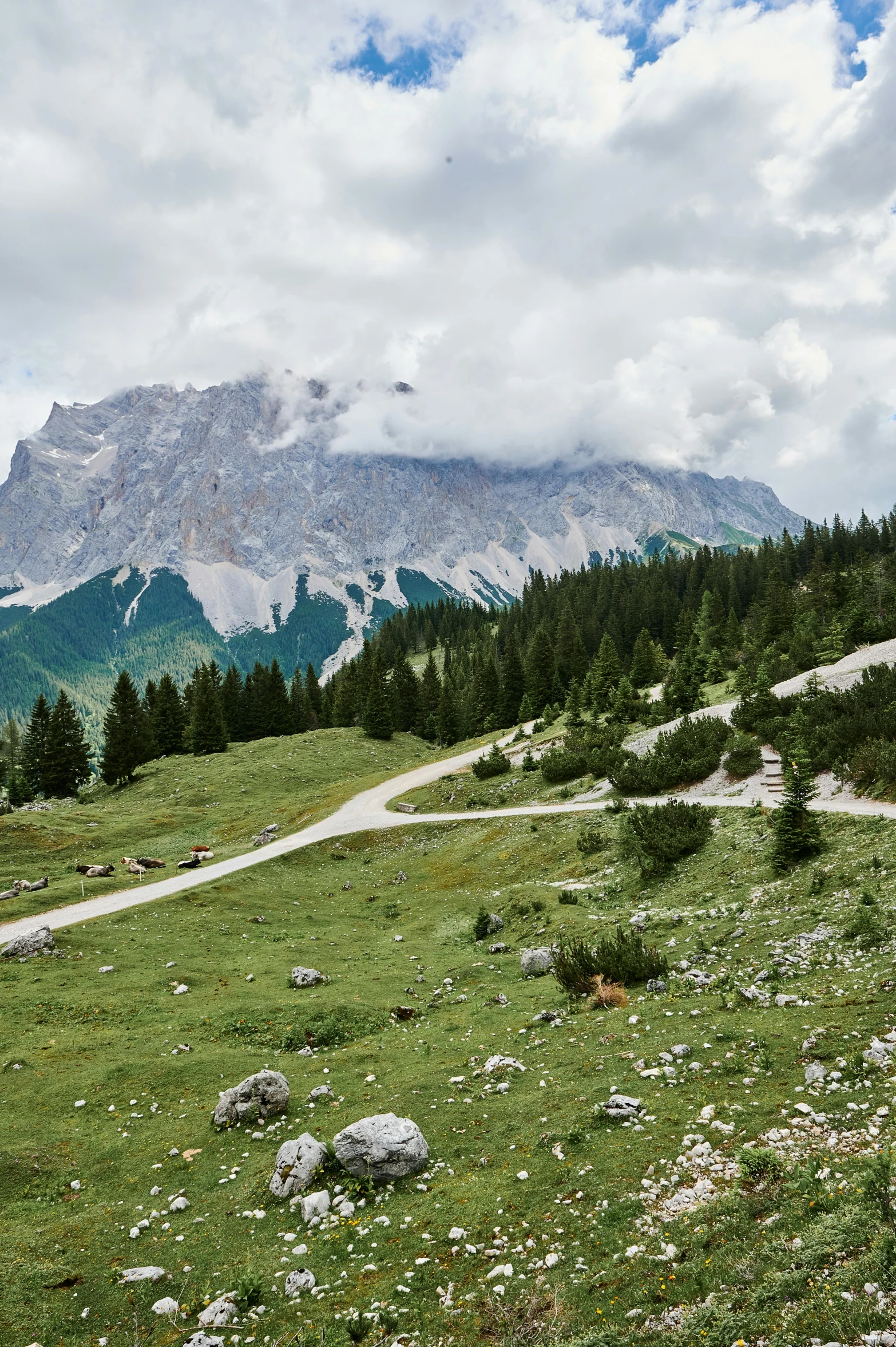 a rocky mountain side with trees and grass