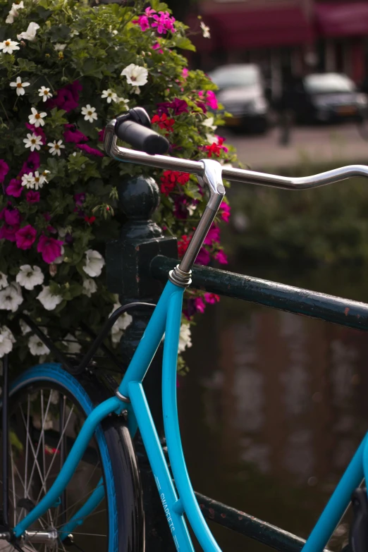 blue bicycle against pink and white flowers