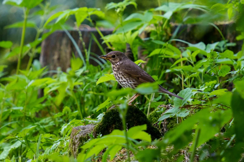 there is a small brown bird standing on the stump