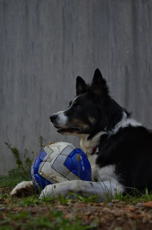 a dog that is laying down with a ball