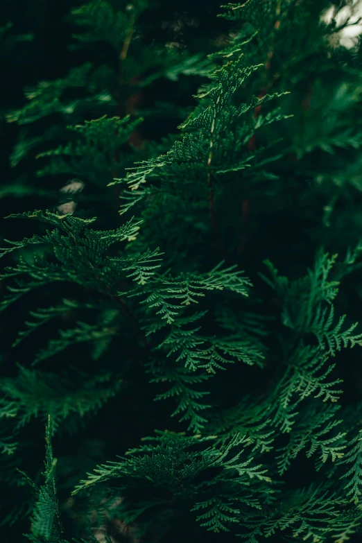 close up of a group of green fir trees