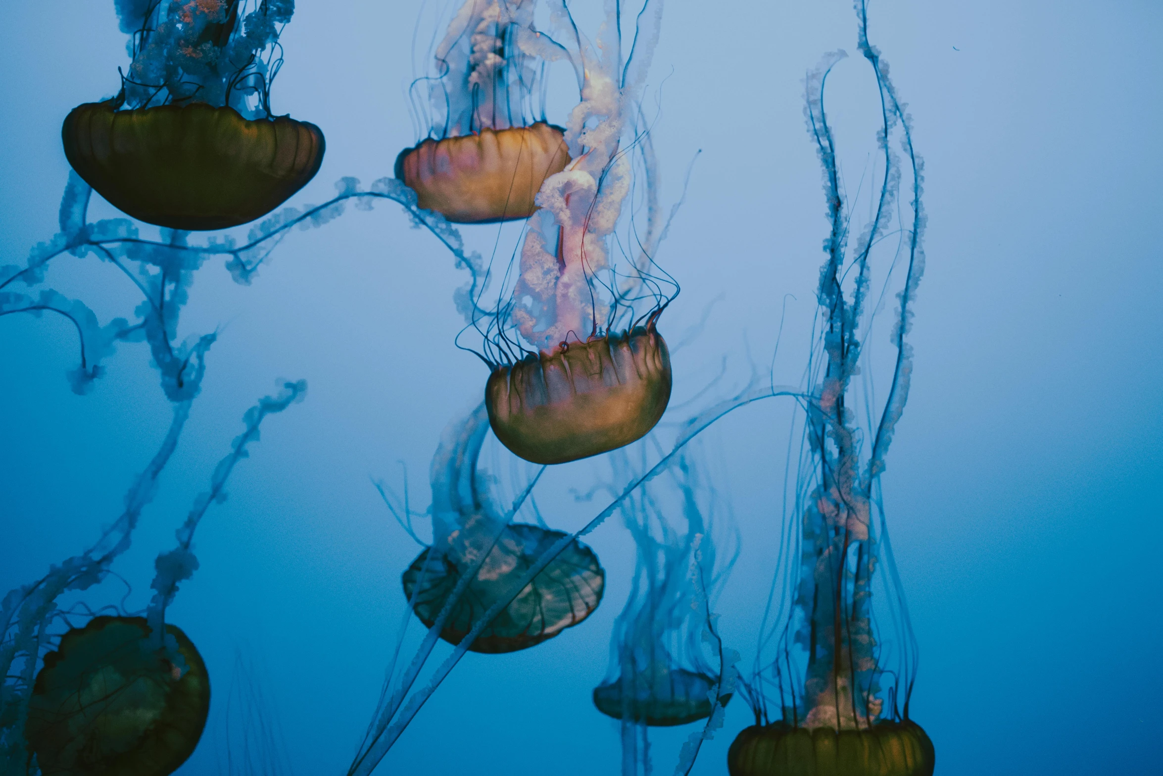 jelly fish swimming along a rope in the water