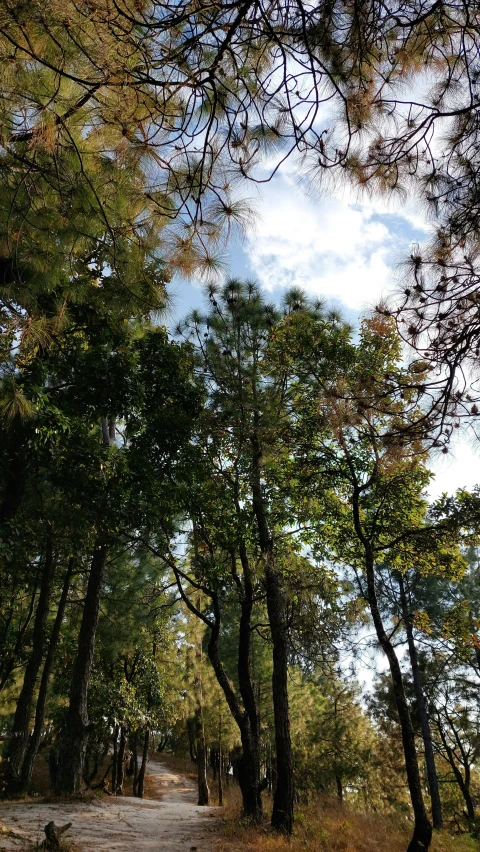 trees are next to a pathway with a bench