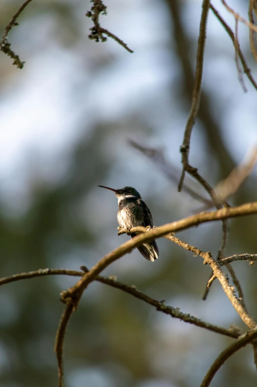 a bird perched on top of a nch in a tree