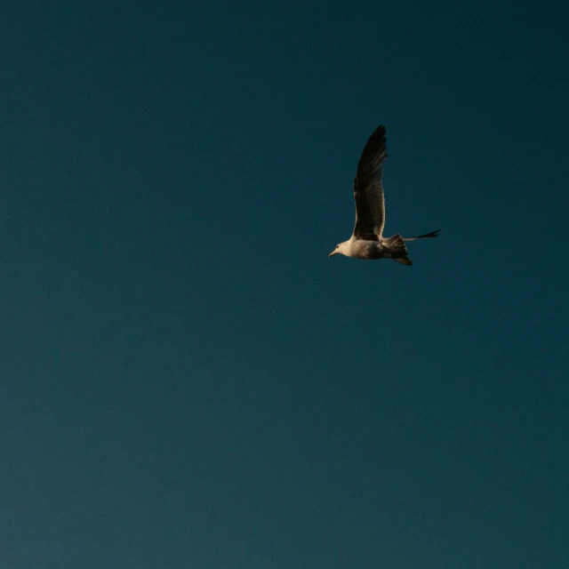 the bird is flying against a deep blue sky