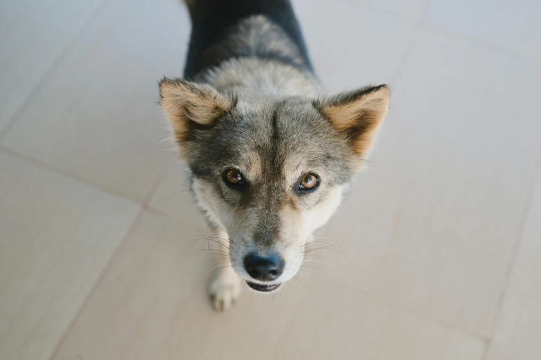 a grey and white dog on the floor looking up at soing