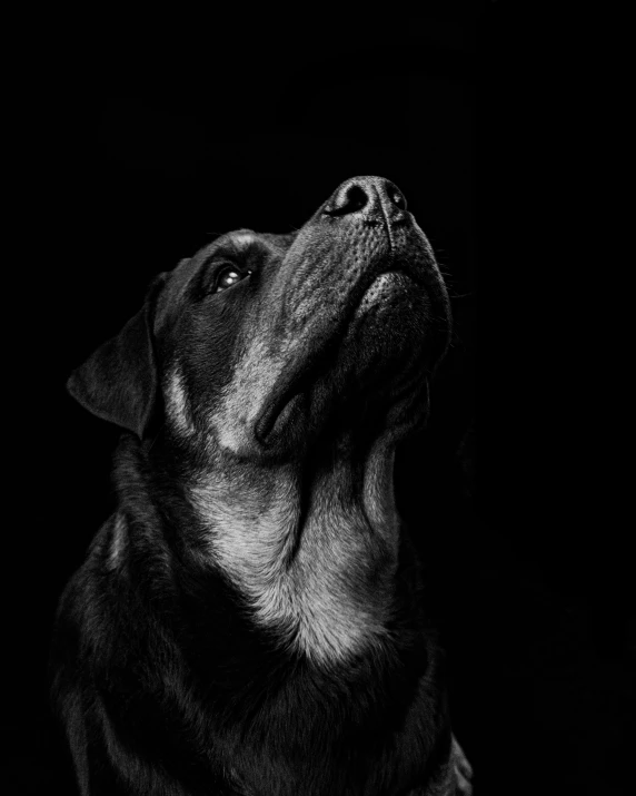 a black and white po of a dog in the dark