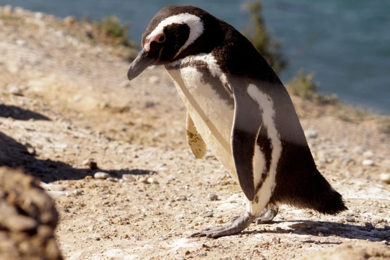 a penguin walking on a gravel path in the desert