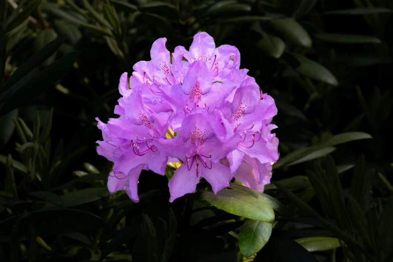 a large purple flower in a bush filled with leaves