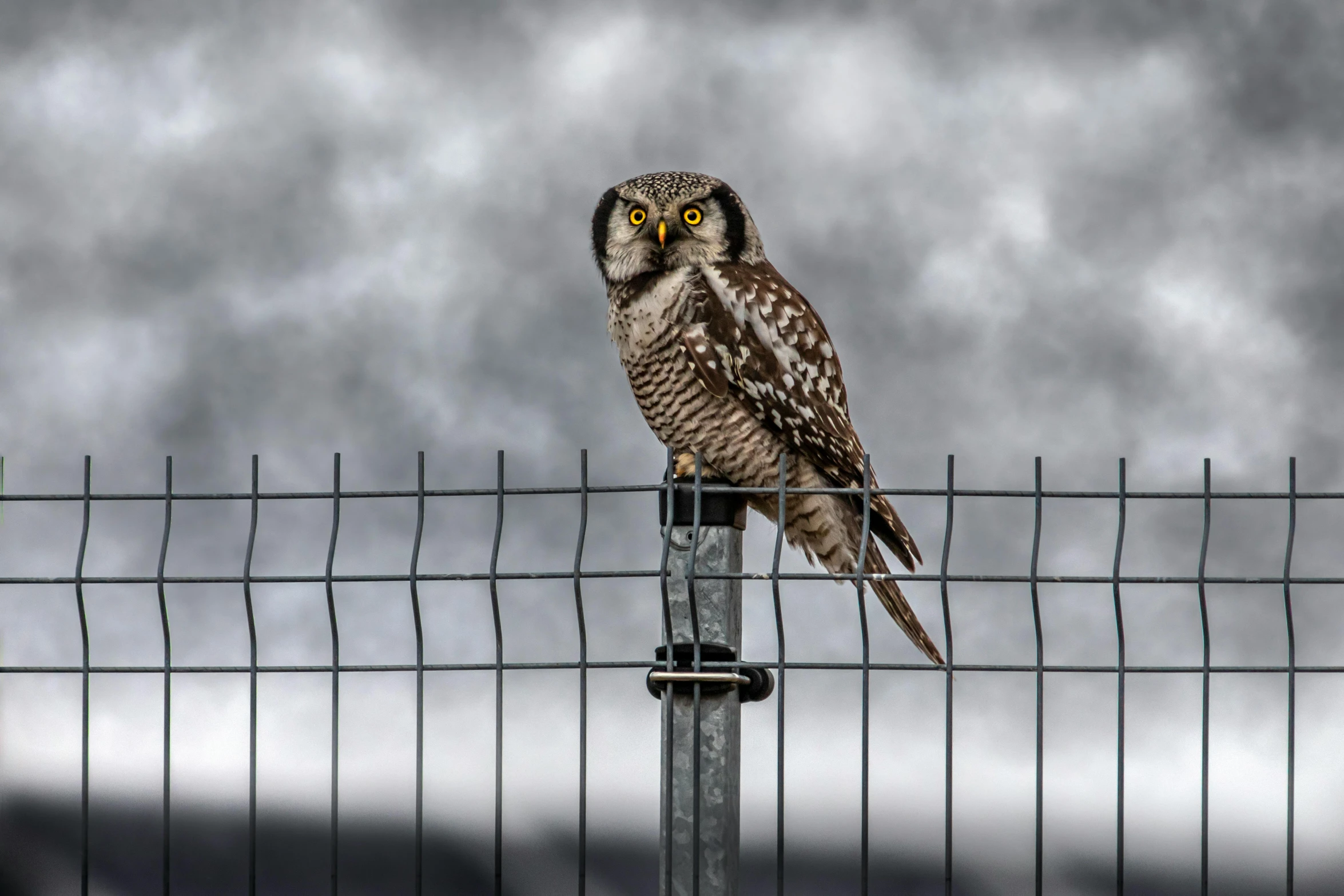 a small owl perched on top of a fence