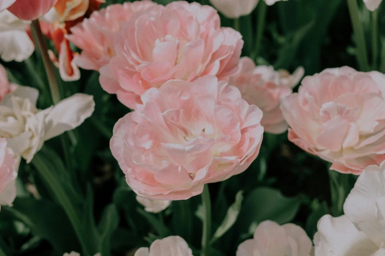 a group of pink and white flowers growing