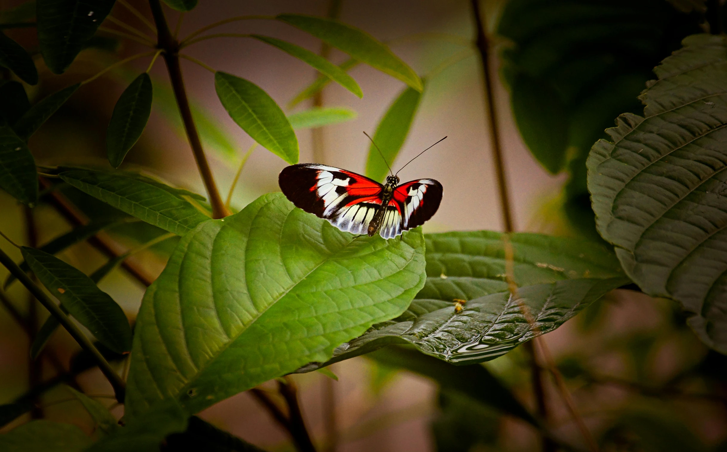 a white and red erfly with many spots on it's wings